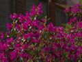 Rhododendron concinnum-2 Różanecznik